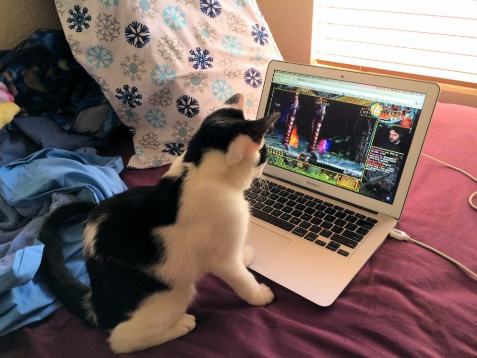 Wander watching a speedrun on Twitch Wander watching a speedrun on Twitch